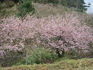 �ΘL��ɂ�����