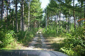 ���g�w�n�`�ѓ�