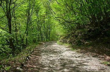 �����ѓ��@��ꑤ�̗΂̃g���l��